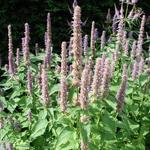 Agastache rugosa 'Caerulea' - Dropplant