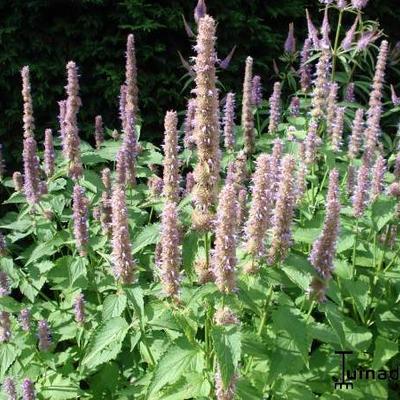 Dropplant - Agastache rugosa 'Caerulea'