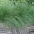 Pennisetum alopecuroides 'Little Bunny'