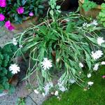 Stokesia laevis 'Alba' - Korenbloemaster - Stokesia laevis 'Alba'