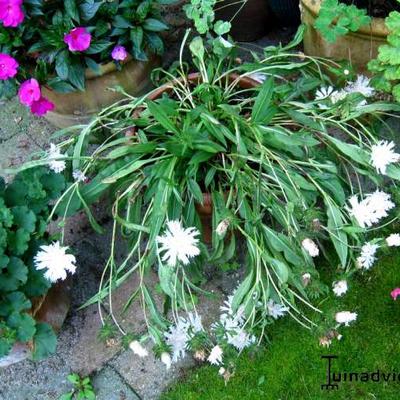 Stokesia laevis 'Alba' - Korenbloemaster