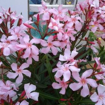 Nerium oleander