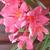 Nerium oleander