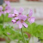 Pelargonium 'Graveolens' - Geurgeranium