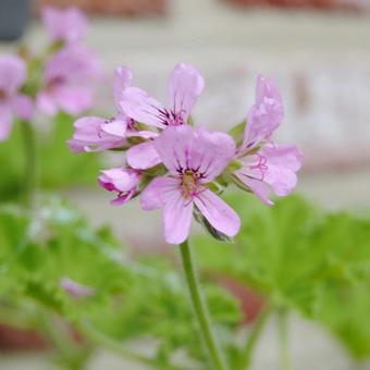 Pelargonium 'Graveolens'