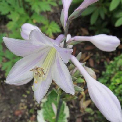 Hartlelie / Funkia - Hosta fortunei 'Francee'