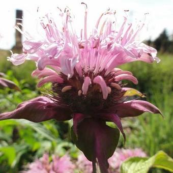 Monarda 'Croftway Pink'