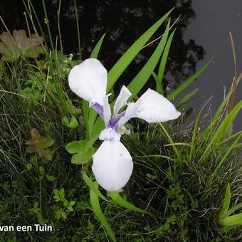 Iris laevigata 'Snowdrift'