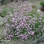 Gypsophila tenuifolia - Gipskruid