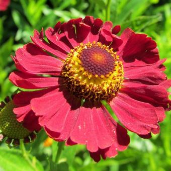 Helenium hybrides