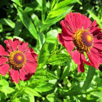 Helenium hybrides