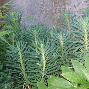 Euphorbia palustris