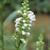 Physostegia virginiana 'Summer Snow'