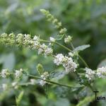 Groene munt - Mentha spicata