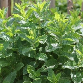 Mentha spicata