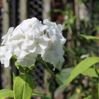 Phlox paniculata 'Rembrandt'