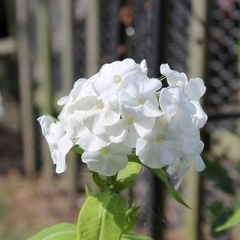 Phlox paniculata 'Rembrandt'