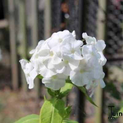 Vlambloem, Floks - Phlox paniculata 'Rembrandt'