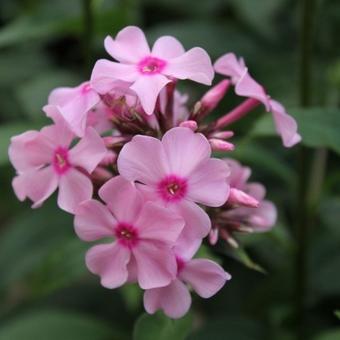 Phlox paniculata 'SWEET SUMMER Melody`