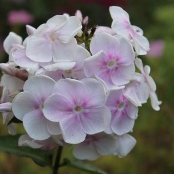 Phlox paniculata 'Monica Lynden-Bell'