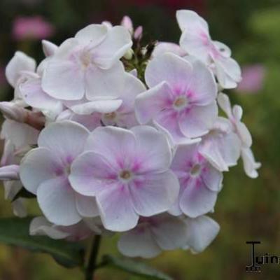 Floks, vlambloem - Phlox paniculata 'Monica Lynden-Bell'