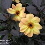 Dahlia MYSTIC 'Haze' - Dahlia