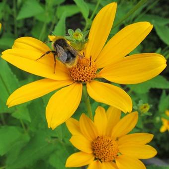 Heliopsis  helianthoides