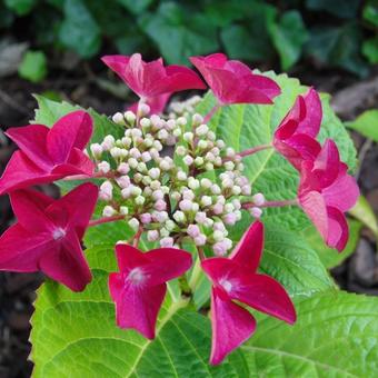 Hydrangea macrophylla 'Teller Red'