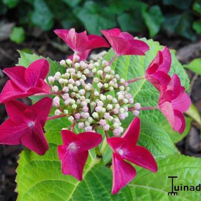 Hortensia - Hydrangea macrophylla 'Teller Red' 