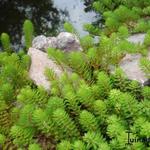 Myriophyllum 'Brasiliensis' - Vederkruid, diamantkruid