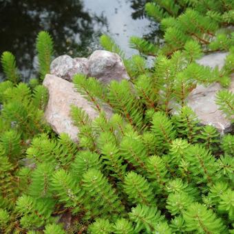 Myriophyllum 'Brasiliensis'