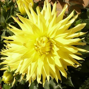 Dahlia 'Yellow Passion'