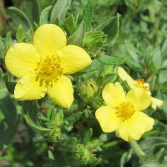 Potentilla fruticosa 'Kobold'