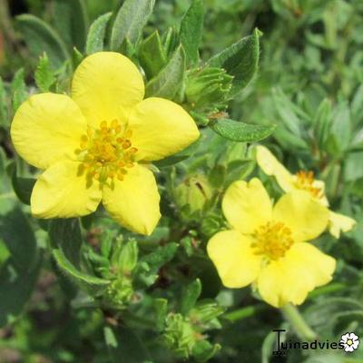 Potentilla fruticosa 'Kobold' - Struikganzerik