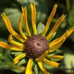 Rudbeckia - Zonnehoed