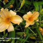 Hemerocallis 'Tropical Tangerina' - Daglelie