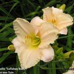 Hemerocallis 'Lullabay Baby' - Daglelie