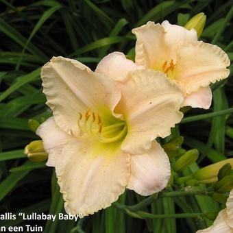 Hemerocallis 'Lullabay Baby'