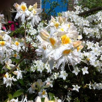 Rhododendron luteum