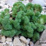 Sedum reflexum 'Cristata' - Tripmadam