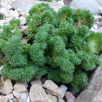 Sedum reflexum 'Cristata'