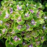 Hydrangea macrophylla 'MAGICAL Amethyst' - Hortensia