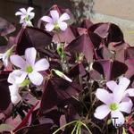 Oxalis triangularis - Klaverzuring, Geluksklaver