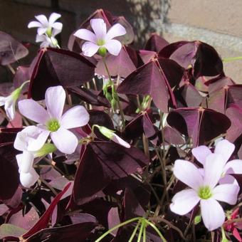 Oxalis triangularis