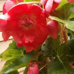 Begonia pendula - Hangbegonia