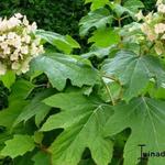 Hydrangea quercifolia 'Burgundy' - Eikenbladhortensia