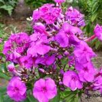 Phlox paniculata 'Purple Paradise' - Vlambloem, floks