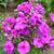 Phlox paniculata 'Purple Paradise'