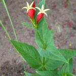 Spigelia marilandica - Vuurgentiaan