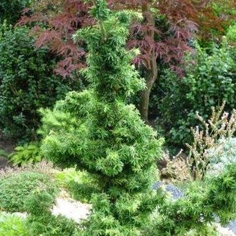 Tsuga canadensis 'Jervis'